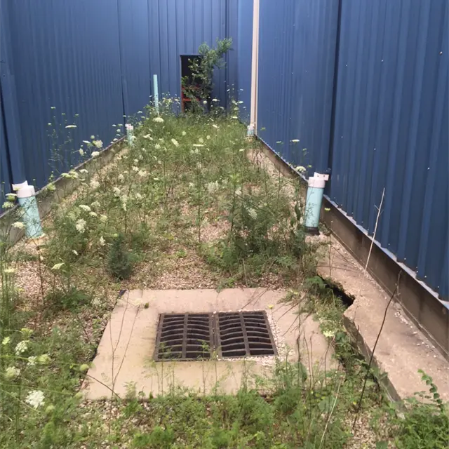 overgrown corridor between two commercial buildings
