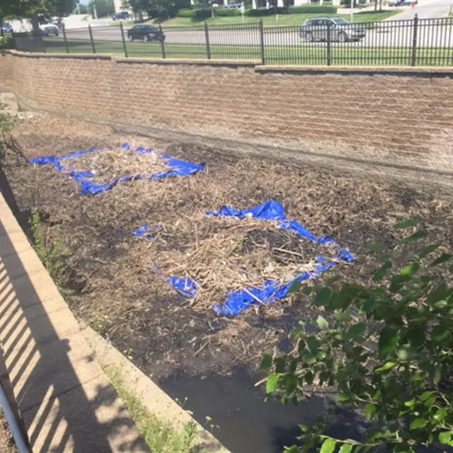 blue tape on the ground showing where landscaping will be done