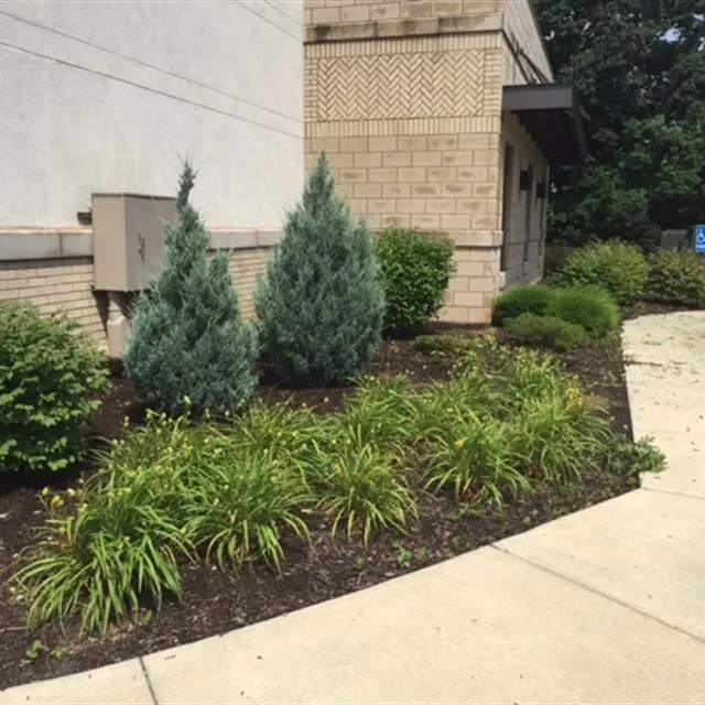 overgrown flower beds by a sidewalk