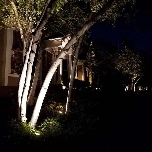 trees lit up at night