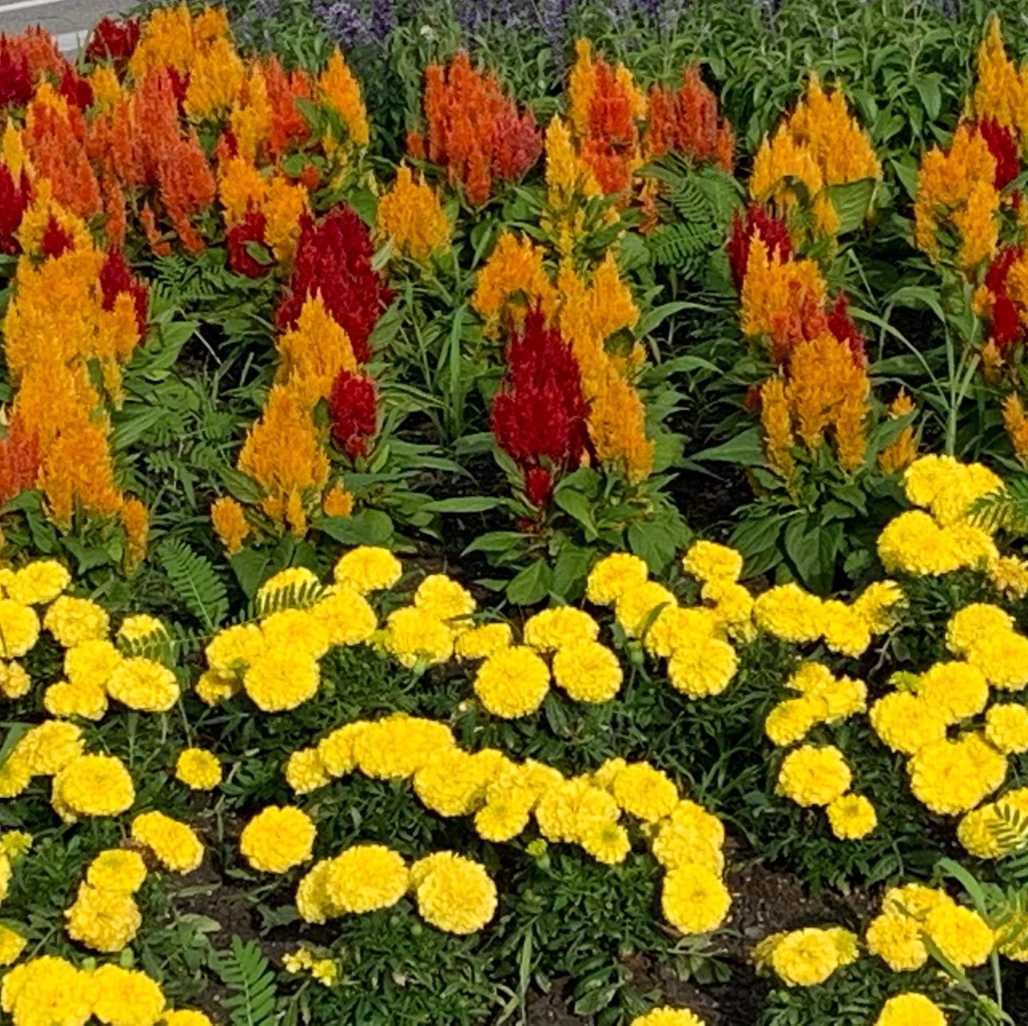 The Grounds Guys of St Johns, FL General