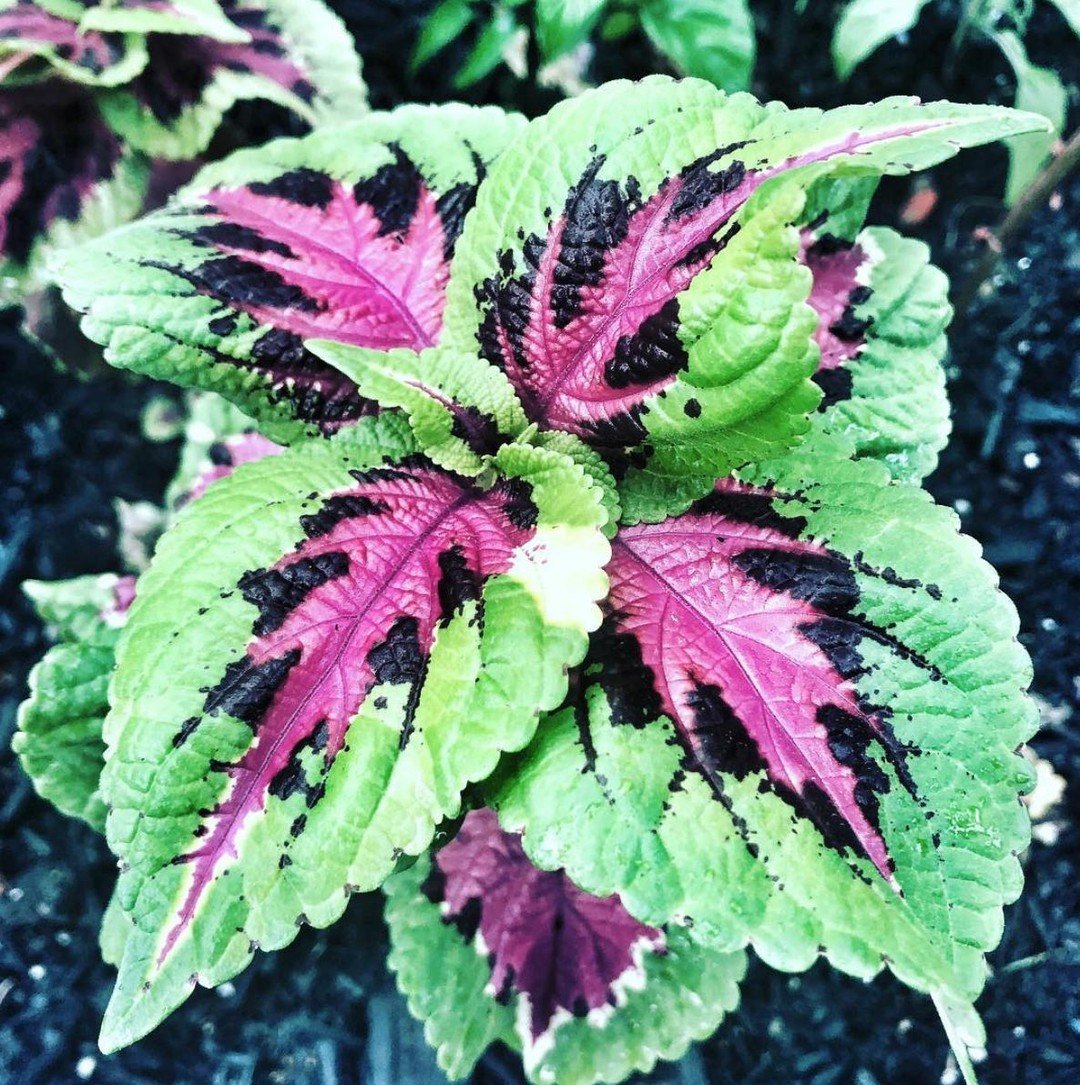 The Grounds Guys of Stroudsburg Flower Beds and Gardens