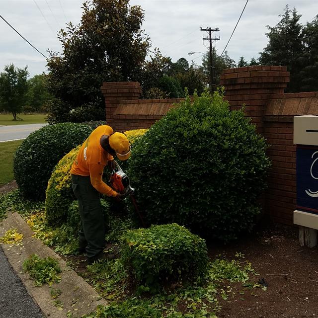The Guys trimming the plants