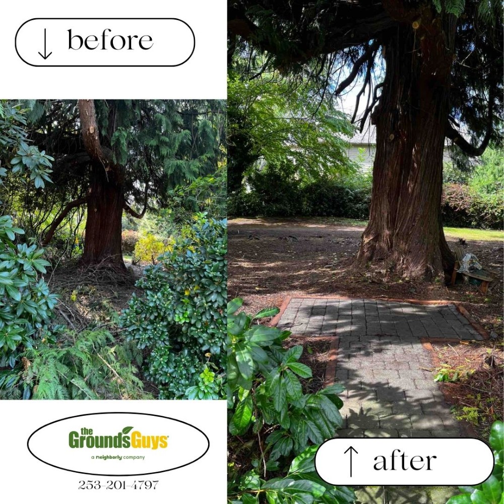 Tree and shrub clearing - Lake Tapps, WA