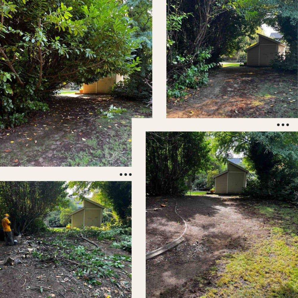 tree and shrub clearing