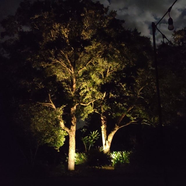 Tree lit at night with outdoor lighting