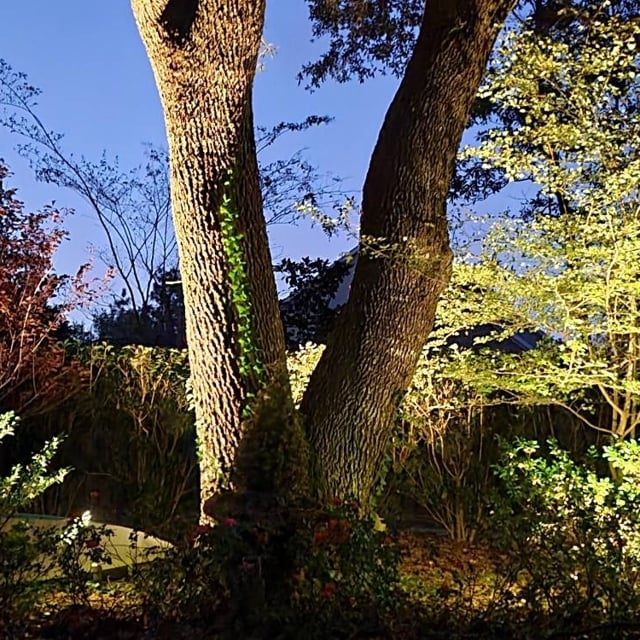 Trees and shrubs lit with outdoor lighting