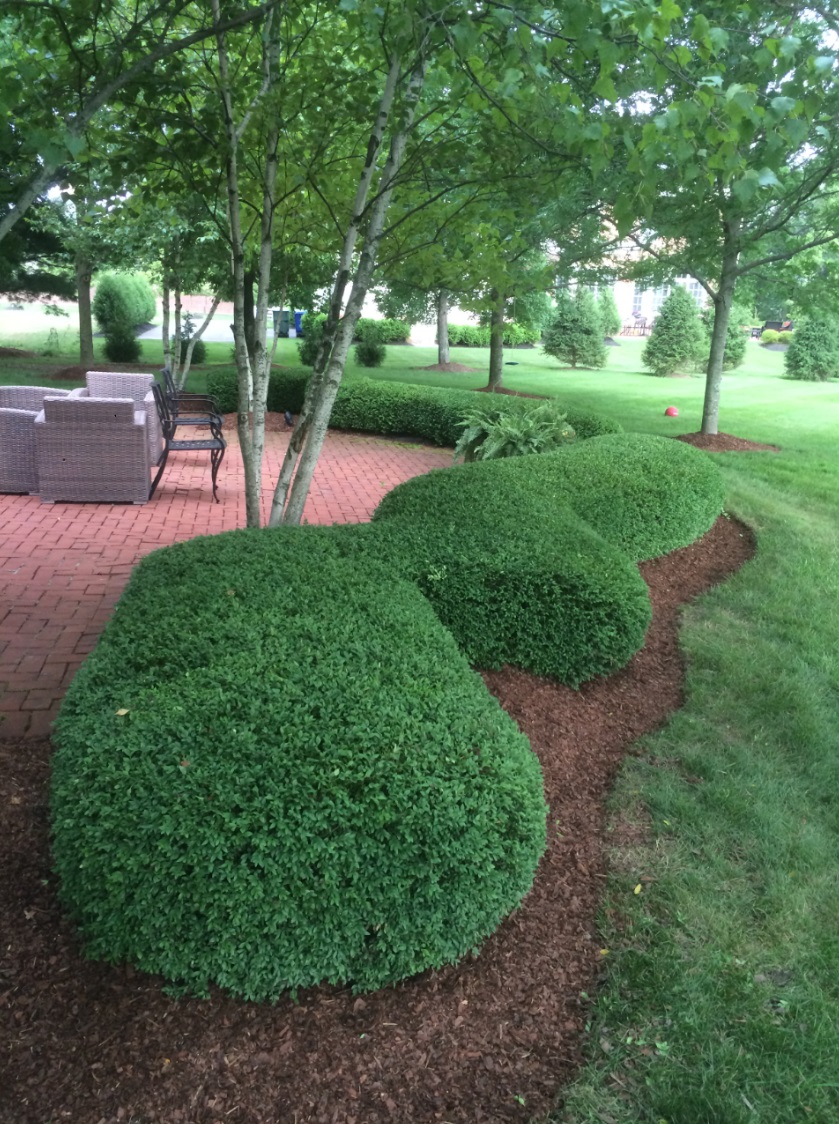 Well manicured bushes and trees
