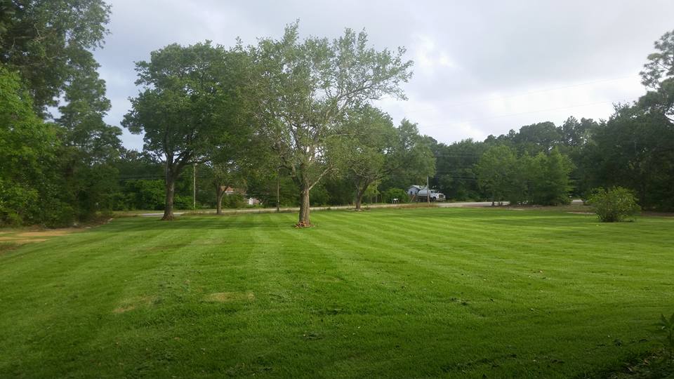 Well manicured lawn and trees