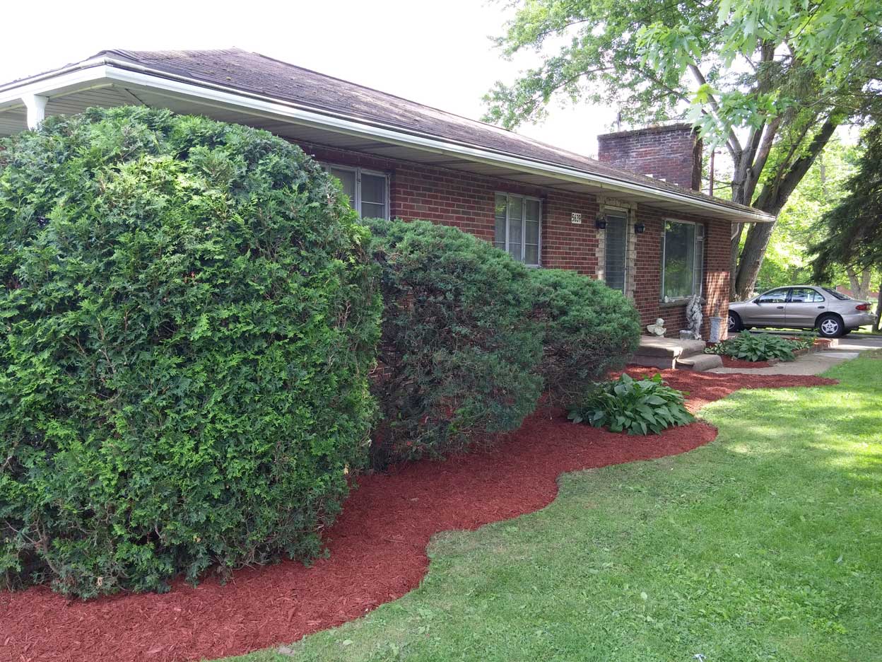 Well manicured shrubs