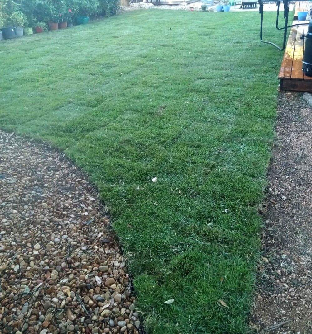 Sod Installation in Cedar Park
