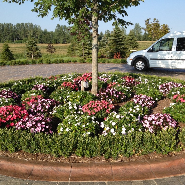 a small garden with flowers