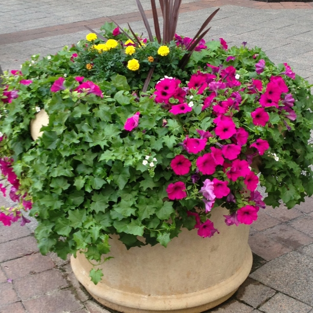 big planter with flowers