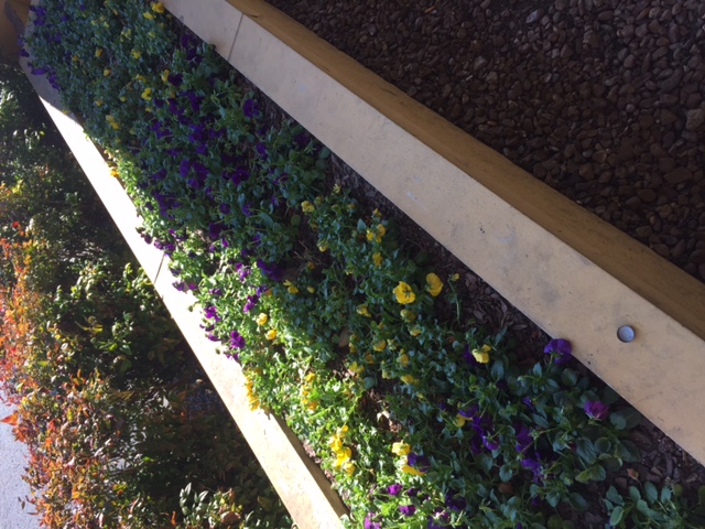 flowers in long planter 