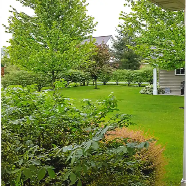 freshly manicured lawn backyard and bushes
