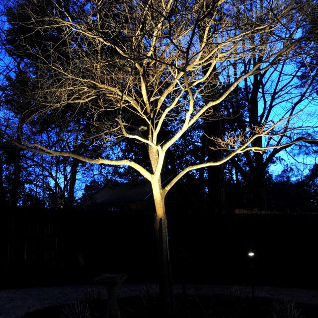 lighting on a tree