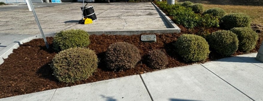 weed free, new gorilla hair mulch