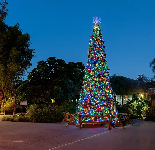 A large Christmas tree in a public square lit up with holiday lights.