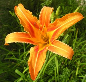 Daylily