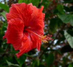 Picture of hibiscus