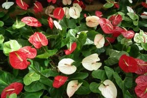 Picture of anthurium