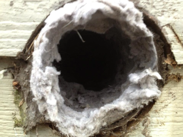 Lint filled dryer vent.