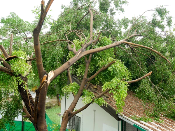 Fallen tree on roof after storm.