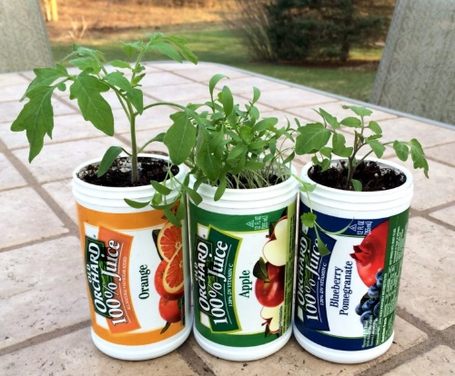 Growing plants on used containers.