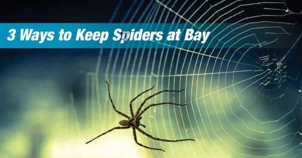 Spider on a web, overlaid with text that reads 3 Ways to Keep Spiders at Bay.
