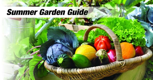 Summer Garden Guide