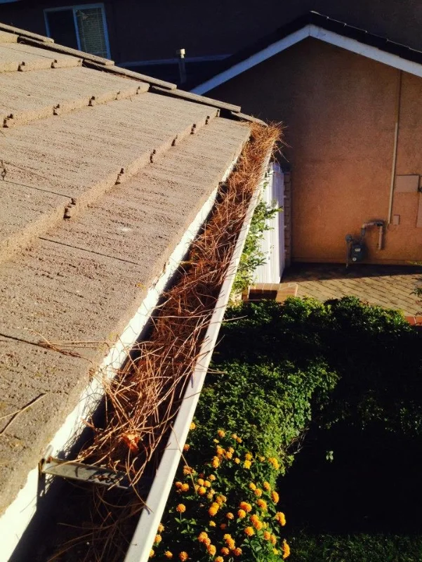 Clogged Gutter with Leaves in Charlotte.
